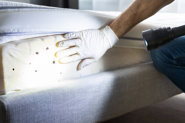 Best Affordable Pest Control Services  in Grandview Plaza, KS